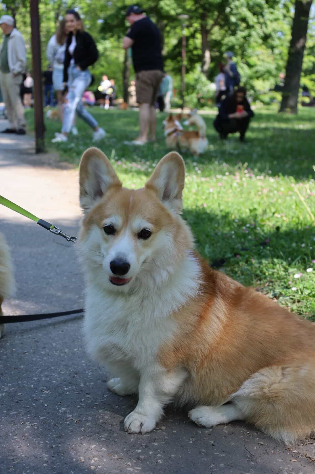 corgi meet up 17